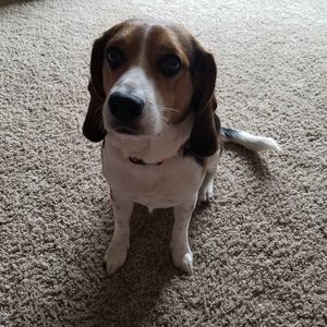 Meet your Posher, Joe